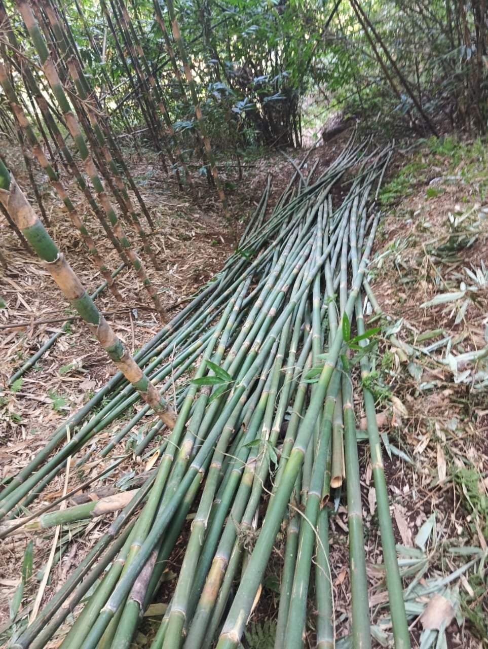 Bambusa tulda
