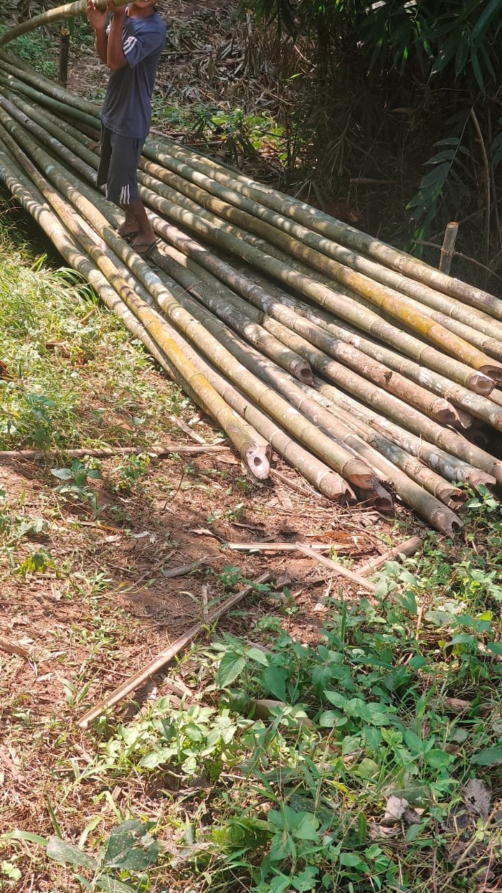 Bambusa tulda