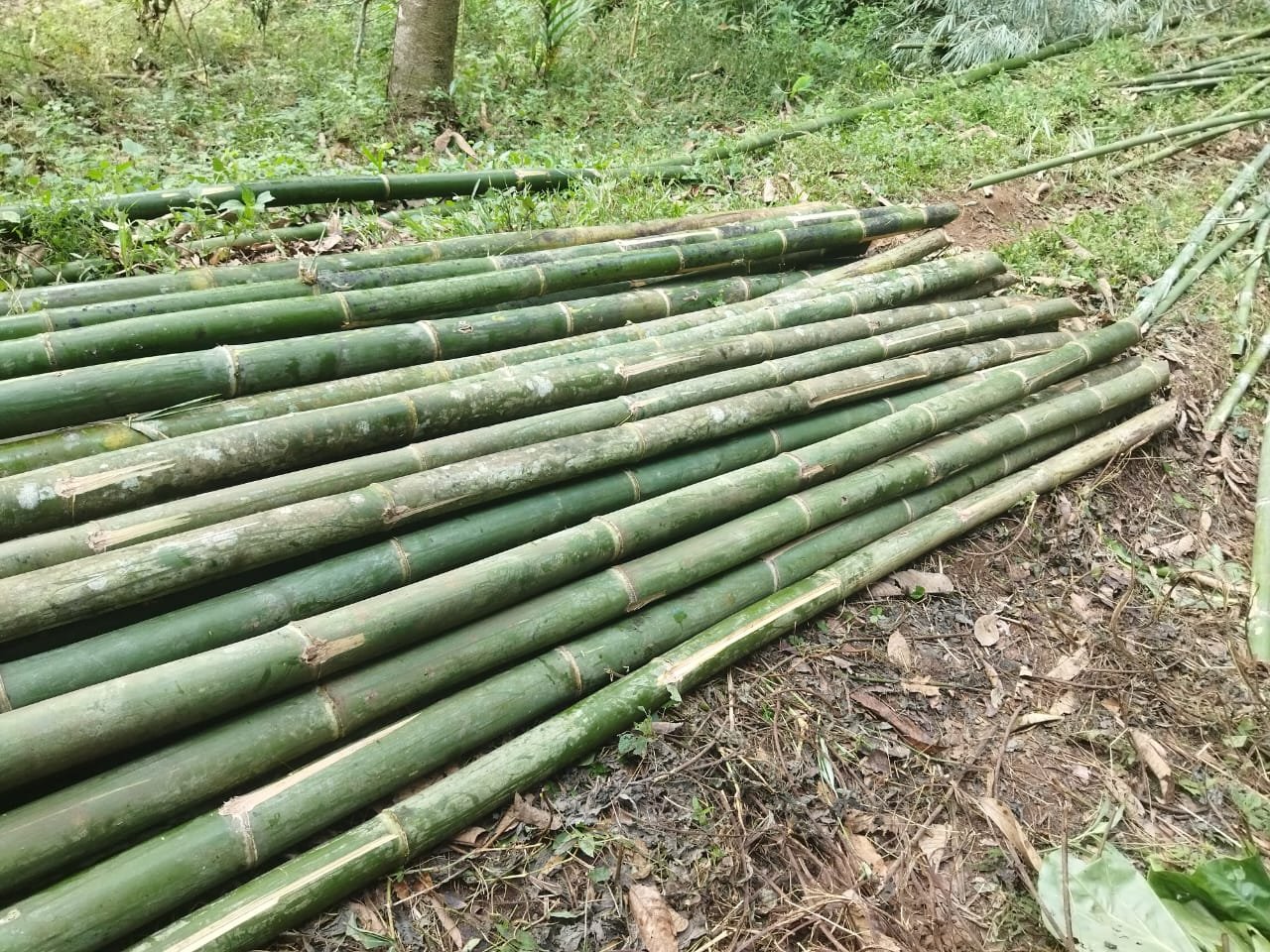 Bambusa tulda